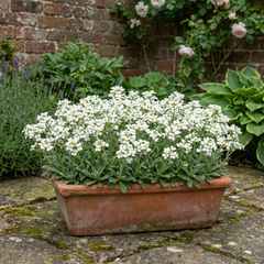 Arabis Aubris White Rockcress Plant, Hardy Alpine Perennial Ground Cover, 2L Root Ball