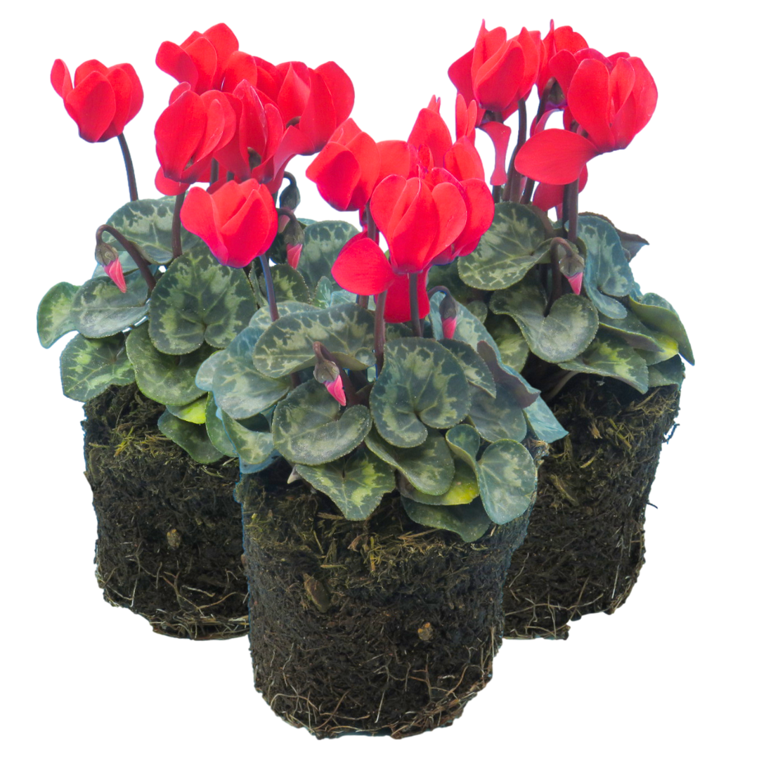 Cyclamen Scarlet | 3 or 6 1L Pots