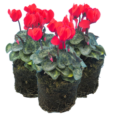 Cyclamen Scarlet | 3 or 6 1L Pots
