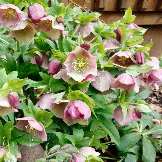Hellebore Pirouette
