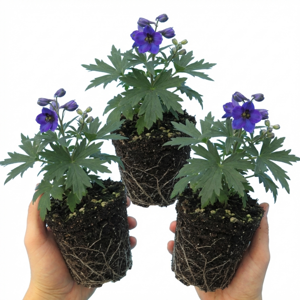 Set of 3 or 6 Delphinium Pacific Giants Black Knight Hardy Perennial Plants, Tall Cottage Garden Flowers, Outdoor Garden Ready, 1 Litre Root-Ball