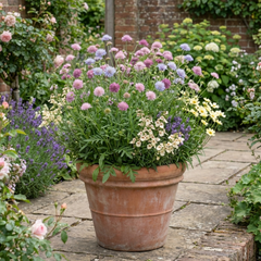 Set of 3 or 6 Knautia Macedonica Melton Pastels Plants, Bee-Friendly Hardy Perennial Scabious, Summer Flowering, 11cm or 1L Root Ball