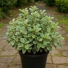 Pittosporum Variegatum | 3L Pot