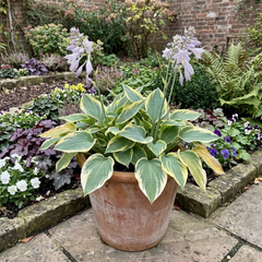First Frost Plantain Lily, Ready to Plant in Your Garden