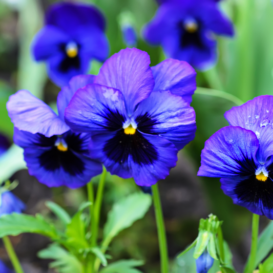 Upright Pansy Delta Pro Neon Violet | 3 or 6 1L Pots