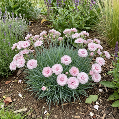 1 Cottage Pinks Dianthus Candy Floss Plant, Summer Flowering Perennial, 17cm Root Ball