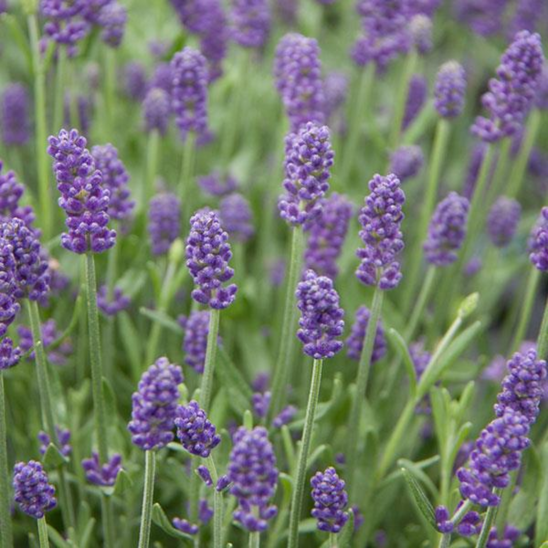 Lavender Light Blue | 2L Pot