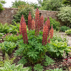 1 Lupin Legendary Red Shades Plant, Hardy Perennial, Garden Ready, 3 Litre Root-Ball