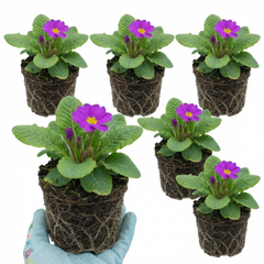 Primrose ‘Queen Neon Violet’ Hardy Perennial Plants, Bee Friendly Spring Flowering, Outdoor Garden Ready, 1 Litre Root-Ball