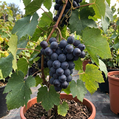 Grape Vine Plant Vitis Black Hambourg, Hardy Outdoor Garden Ready, 3 Litre Root Ball
