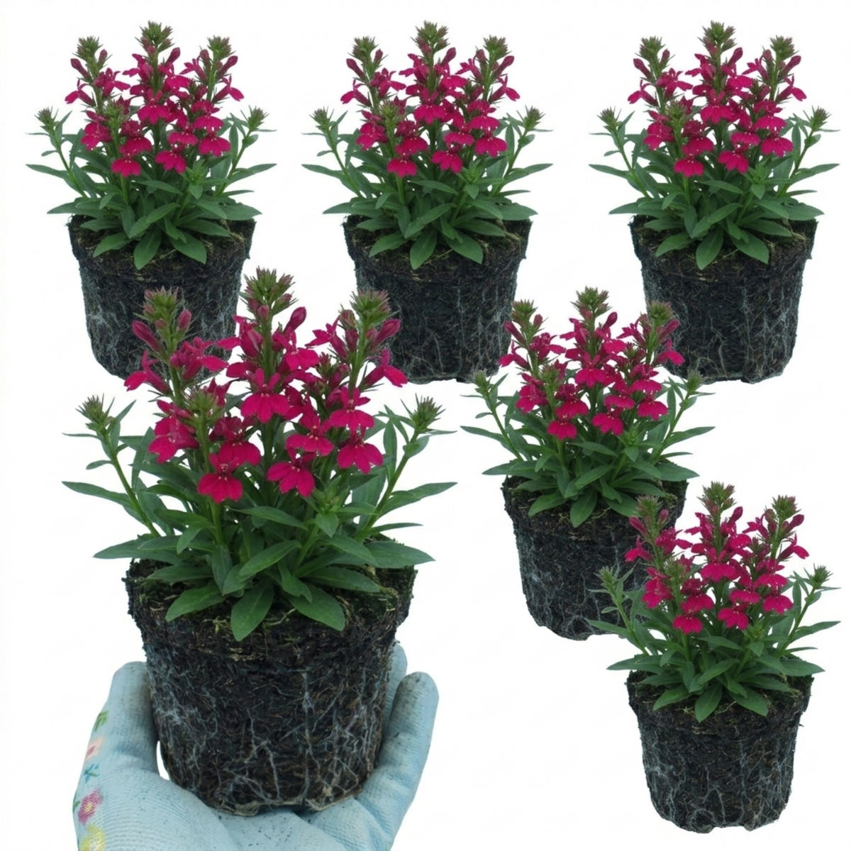 Lobelia Starship Deep Rose Upright Hardy Perennial Plants, Summer Garden Ready, 1 Litre Root Ball