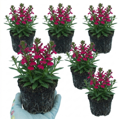 Lobelia Starship Deep Rose Upright Hardy Perennial Plants, Summer Garden Ready, 1 Litre Root Ball