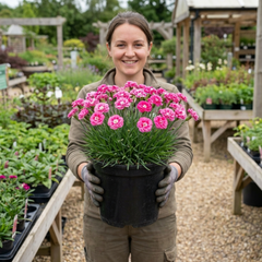 1 Dianthus Shirley Temple Plant, Fragrant Summer Flowering Hardy Perennial, 5L Root-Ball