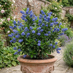 Ceanothus Thyrsiflorus Zanzibar California Lilac Plant, Hardy Evergreen Blue Flowering Shrub, 3L Root-Ball