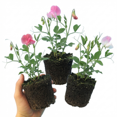 Sweet Pea Cupid Mix, 10.5 cm Rootballs