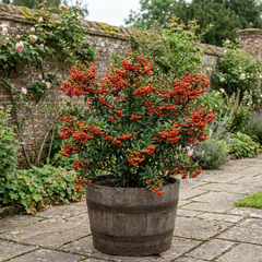 Pyracantha Orange Glow Firethorn Plant, Evergreen Fast Growing Climbing Hedge Shrub, 2L Root-Ball