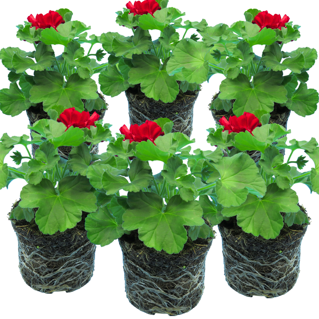 Geranium Calliope Dark Red, Ready To Plant In Your Garden