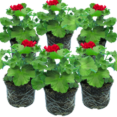 Set of 6 Large Plants-Geranium Calliope Dark Red, Ready To Plant In Your Garden