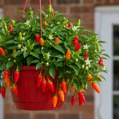 Chilli Pepper Hanging Basket, Spicy Jane, 25cm Pots