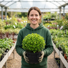 Pittosporum Golf Ball Evergreen Shrub, Hardy Low Maintenance Outdoor Garden Plant, Litre Root-Ball