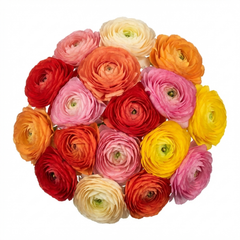 Ranunculus Growers Colour Mix Plants, Persian Buttercup, Spring Flowering, Outdoor Garden Ready, 1 Litre Root-Ball