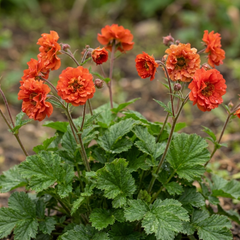 Set of 3 or 6 Geum Mrs Bradshaw Hardy Perennial Plants, Scarlet Red Double Cottage Garden Flowers, Outdoor Garden Ready, 1 Litre Root-Ball