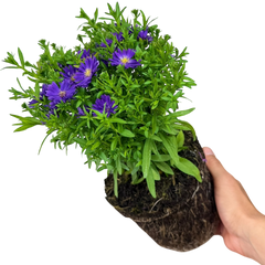 Aster Alpha Dark Purple Space | 2L Pot