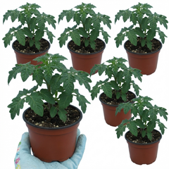 Set of 3 or 6 Large Plants - Tomato Bush Steak (Megabyte), Ready to Plant in Your Garden
