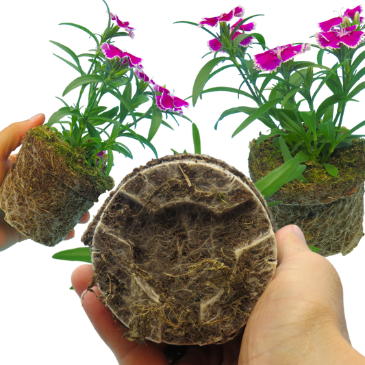 Dianthus Violet Picotee