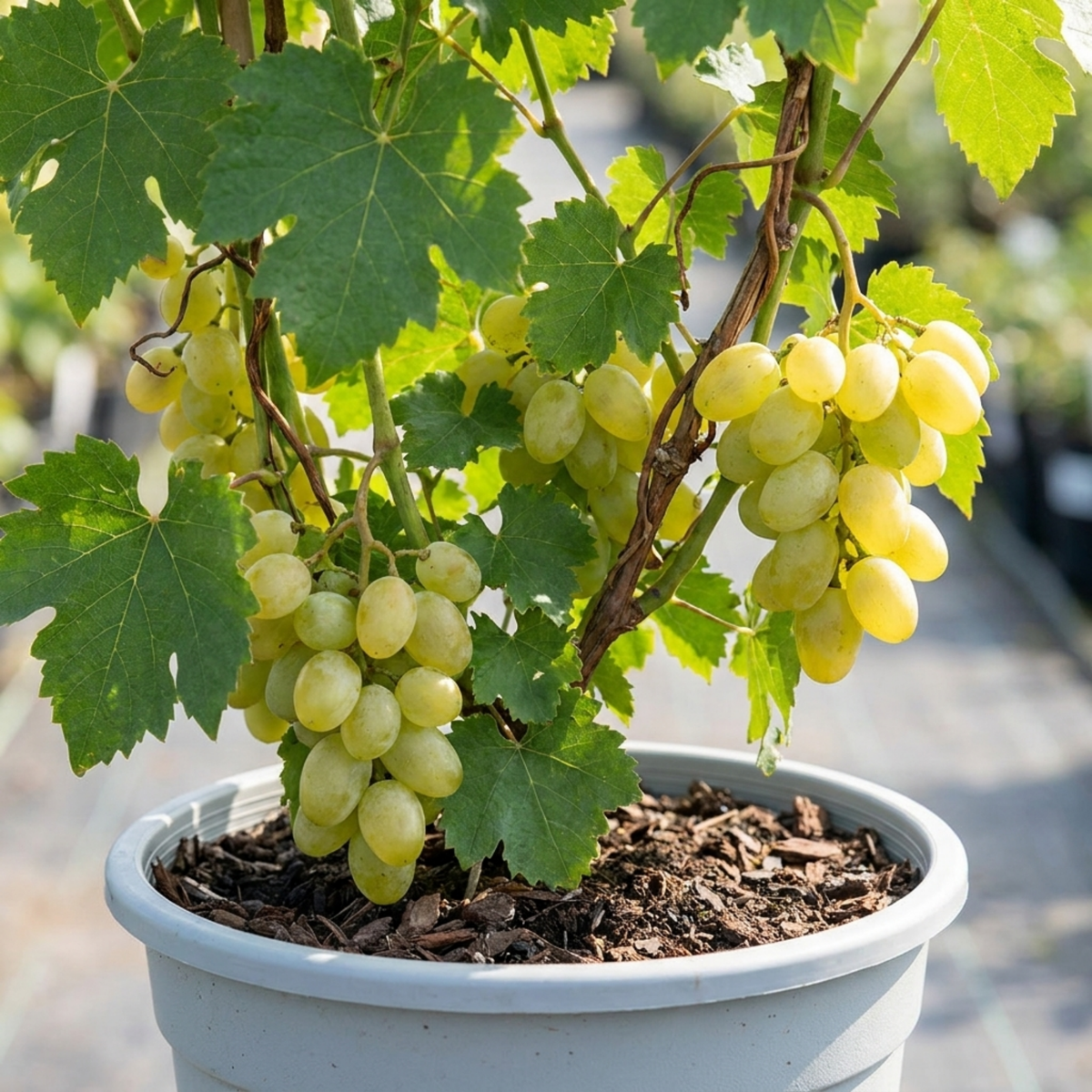 1 Grape Vine Vitis Centennial White Seedless Plant, Hardy Outdoor Garden Ready, 3 Litre Root Ball