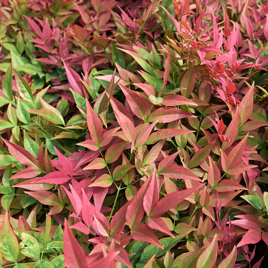 Nandina Obsessed | 3L Pot