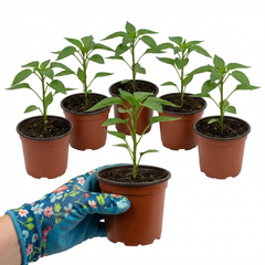 Chilli Pepper Plants - Hungarian Hot Wax, Ready to Plant in Your Garden