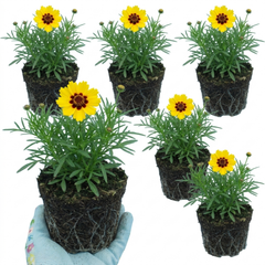 Coreopsis Presto Hardy Perennial Plants, Golden Yellow Summer Flowering, Outdoor Garden Ready, 1 Litre Root Ball