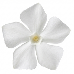 Vinca Minor Gertrude Jekyll Plant, Hardy Evergreen Periwinkle Ground Cover, 17cm Root-Ball
