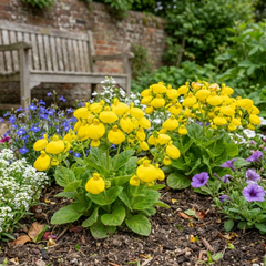 Calceolaria Calynopsis ‘Yellow’, Ready to Plant