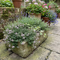 Thymus Precompa Thyme Herb Plants, Hardy Perennial Culinary Herb, Outdoor Garden Ready, 1 Litre Root-Ball