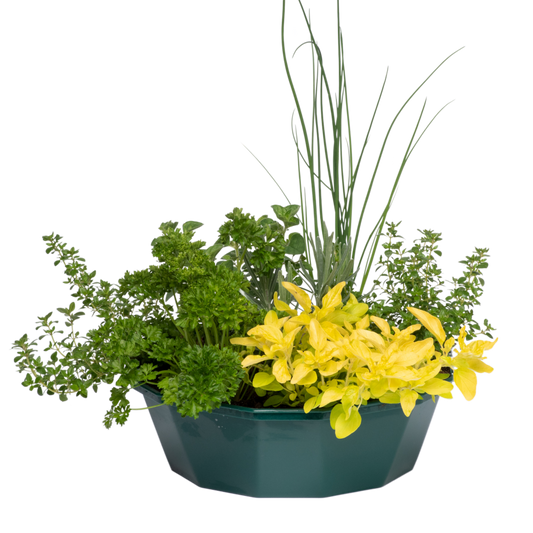 Herb Alfresco Mixed SpeedPlanter – 7 Fresh Culinary Herbs, Garden Ready