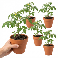 Tomato ‘Consuelo’ Plants, High Yield Sweet Cherry Tomato, Garden Ready Live Vegetable Seedlings, 1L Root Ball