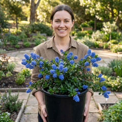1 Ceanothus Yankee Point, 7.5 Litre Root Ball, Evergreen Californian Lilac, Blue Flowering Shrub