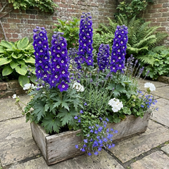 Set of 3 or 6 Delphinium Dark Blue White Bee Hardy Perennial Plants, Tall Cottage Garden Flowers, Outdoor Garden Ready, 1 Litre Root-Ball