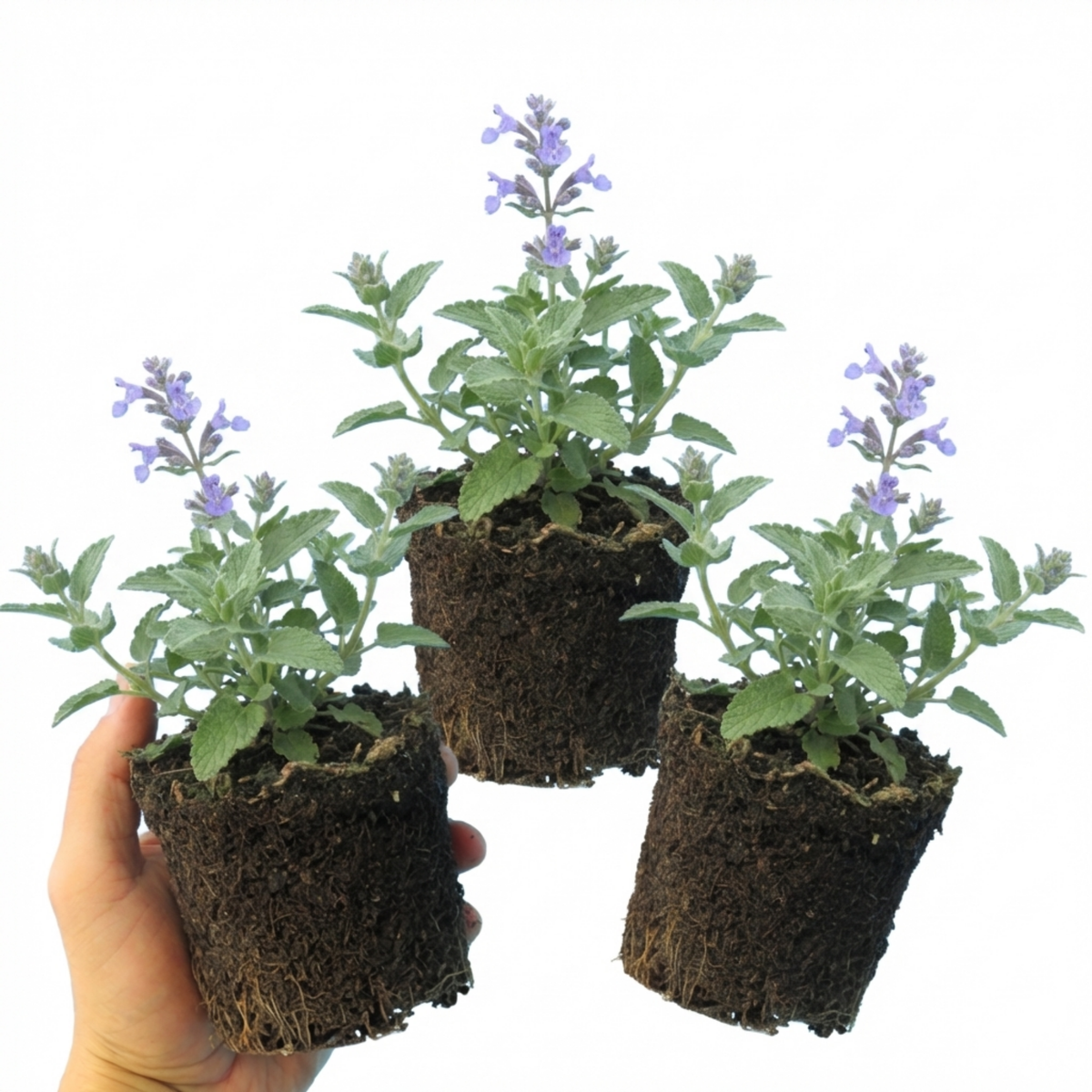 Set of 3 or 6 Nepeta Faassenii Catmint Plants, Hardy Perennial, Bee Friendly Blue Flowering Plants, Outdoor Garden Ready, 1 Litre Root-Ball