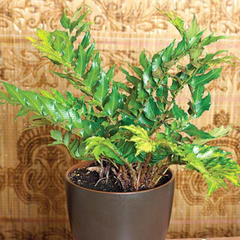 Holly Fern | 3 or 6 1L Pots