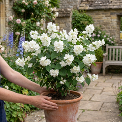 1 Philadelphus Snowbelle Mock Orange Plant, Fragrant Hardy White Flowering Garden Shrub, 3L Root-Ball