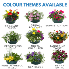 7 Colour Coordinated Plants - Sea Blues Theme Speedplanter, Garden Ready