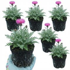 Set of 3 or 6 Centaurea Dealbata Bright Rose Persian Cornflower Plants, Hardy Cottage Garden Perennial, Outdoor Garden Ready, 1 Litre Root-Ball