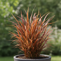 1 Large Plant - Uncinia Everflame, Ready to Plant in Your Garden, 2L Pot