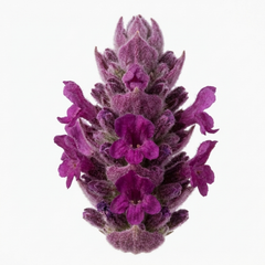 3 Stachys Byzantina Lamb's Ear Plants, Hardy Silver Leaf Perennial Ground Cover, 1Ltr Root Ball