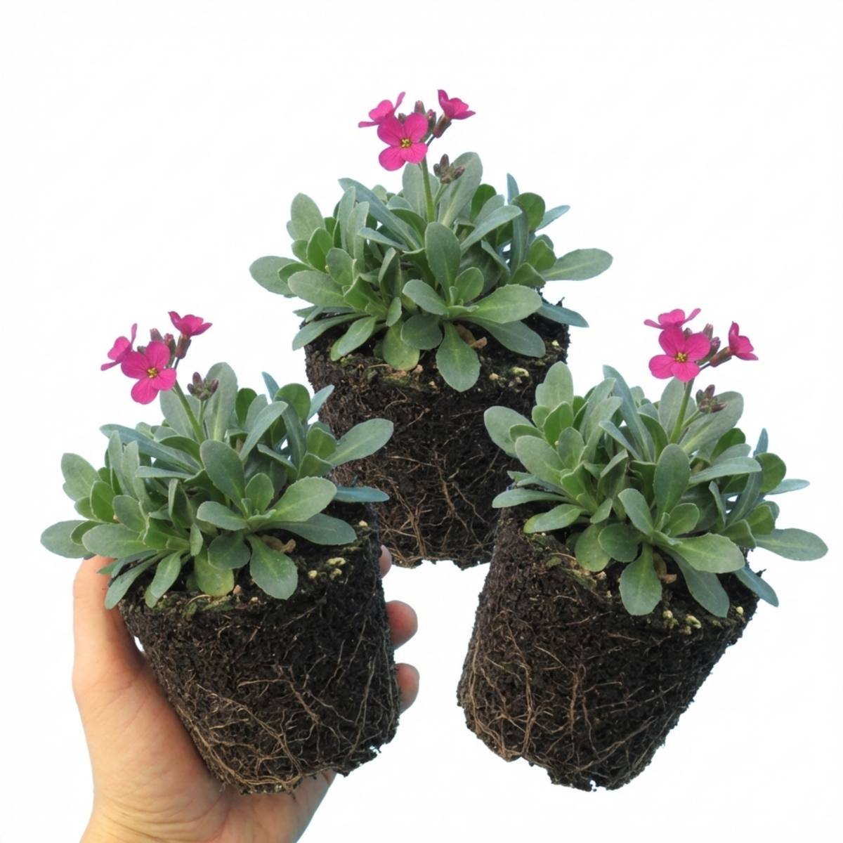 Arabis Aubris Deep Rose, Ready to Plant in Your Garden, 1L