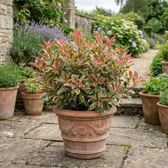 Photinia Louise Plant, Hardy Evergreen Red Leaf Hedge Shrub, Outdoor Garden Ready, 26cm Root Ball