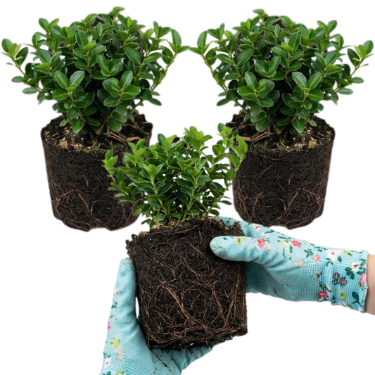Set of 3 or 6 Euonymus Microphyllus Hardy Evergreen Shrub Plants, Japanese Spindle Hedge, Box Blight Alternative, Outdoor Garden Ready, 1 Litre Root-Ball